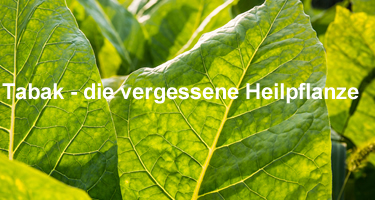 Tabak – die vergessene Heilpflanze