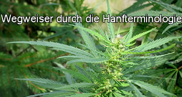 Ein Wegweiser durch den Dschungel der Hanf-Terminologie