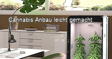 Cannabis Anbau leicht gemacht – Plug n‘ Plant
