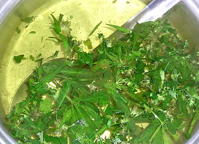 Cannabis-Wasser – milde Alternative für Puristen