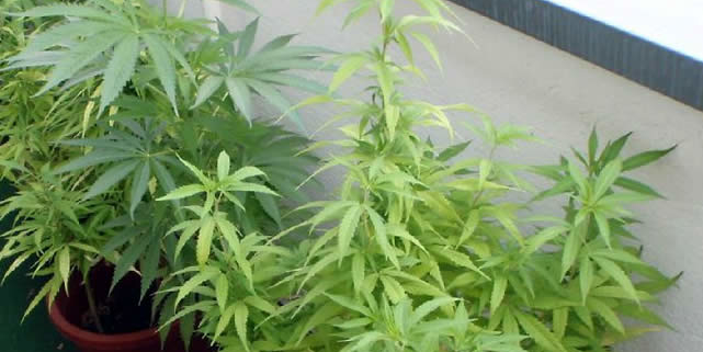 Marihuana auf dem Balkon