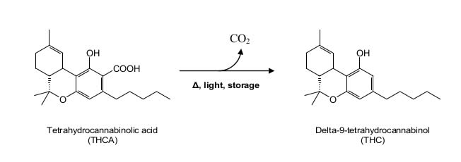 THC und THCA im Cannabis Tee