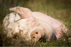 Vegane Ernährung ist die tiefreundlichste Lebensform