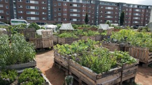 Veganer in der Großstadt brauchen B12 als Nahrungsergänzung