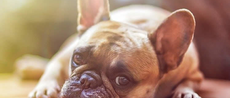 Cannabisöl für Hunde in der Apotheke