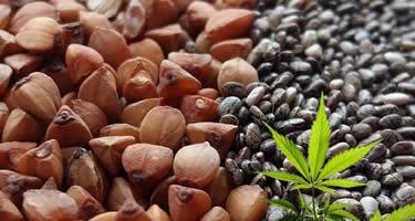 Hanf-Protein: Gesundheitliche Vorteile, Ernährung und Verwendungen