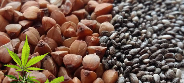 Hanf-Protein: Gesundheitliche Vorteile, Ernährung und Verwendungen