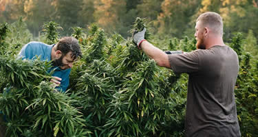 Eignet sich Deutschland zum Outdoor-Anbau von Cannabis?