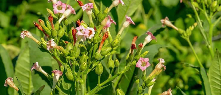 Tabak im Garten pflanzen