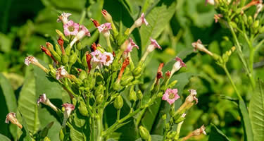 Tabak im Garten pflanzen – so gedeiht die Pflanze