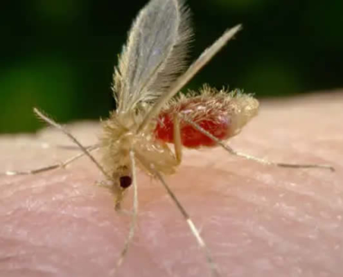 Effizienter Mückenschutz