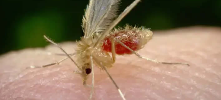 Effizienter Mückenschutz