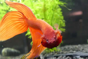 Betta-Fisch oder Siamesischer Kampffisch: Eleganz und Schönheit im Aquarium