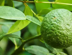 Kaffir-Limetten-Blätter