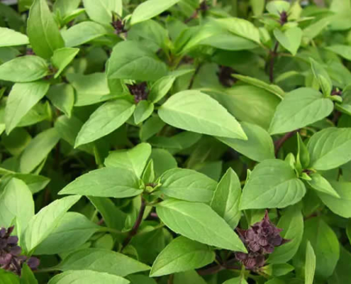 Die Zutaten der thailändischen Küche