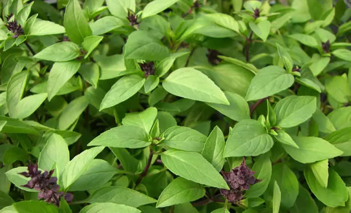 Zutaten der thailändischen Küche