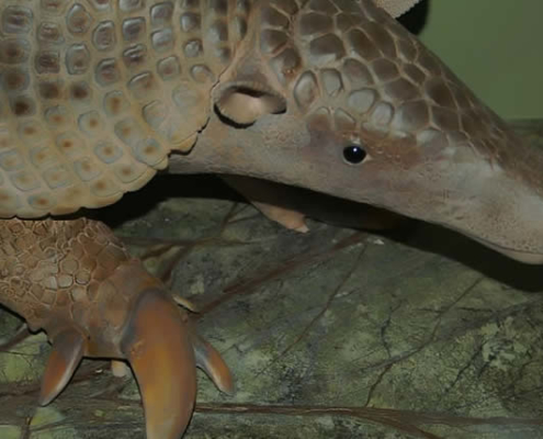 Welches Tier hat die meisten Zähne auf der Welt?