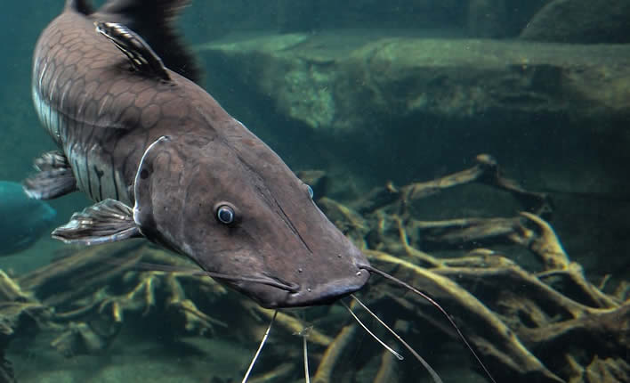 Wels, Tier mit den meisten Zähnen