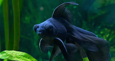 Einrichtung eines neuen Aquariums