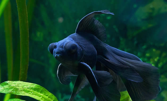 Einrichtung eines neuen Aquariums