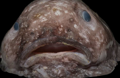 Blobfisch – der hässlichste Fisch der Welt