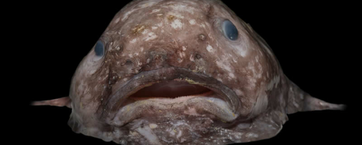 Blobfisch, Psychrolutes marcidus