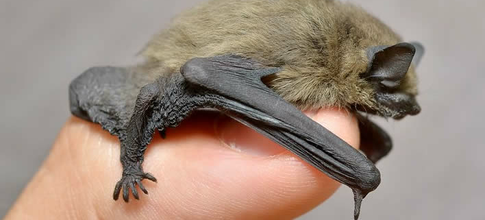 Craseonycteris thonglongyai