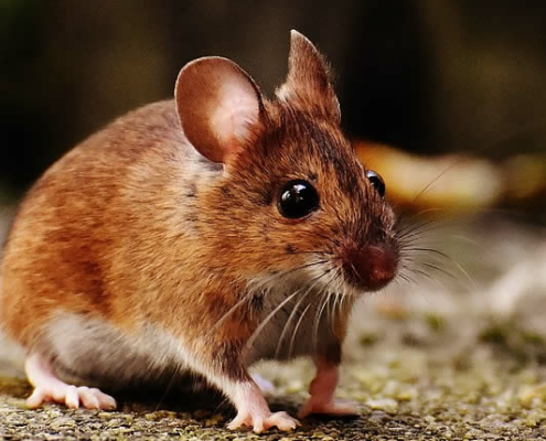 Was ist das kleinste Tier der Welt?