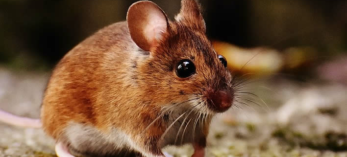 Das kleinste Tier der Welt