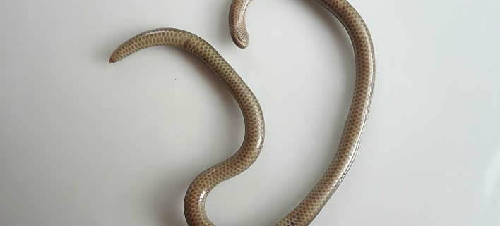 Leptotyphlopidae sp, kleinste Tier unter den Reptilien