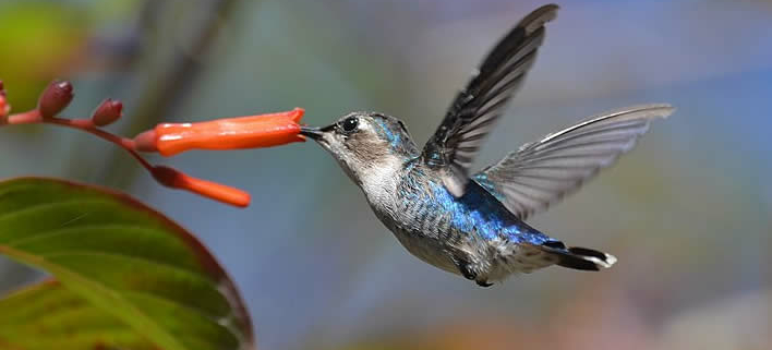 Mellisuga helenae, kleinste Tier unter den Vogelarten