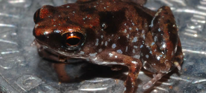 Paedophryne amanuensis, der kleinste Frosch der Welt