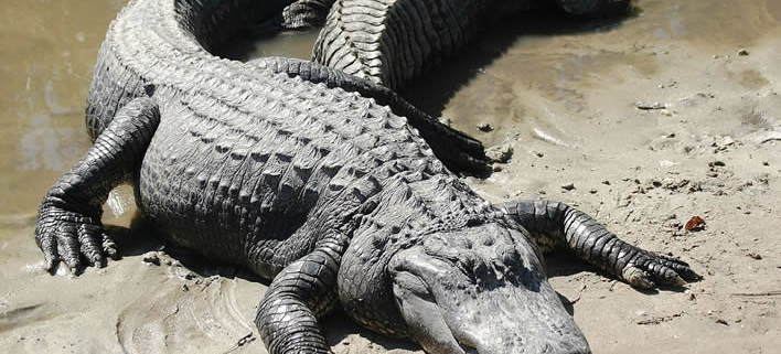 Alligator, das Tier mit der stärksten Bisskraft