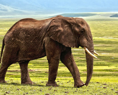 Das stärkste Tier der Welt