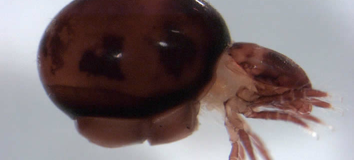 Hornmilbe, stärkste Tier der Welt