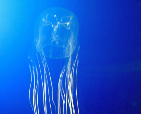 Chironex fleckeri, Würfelqualle