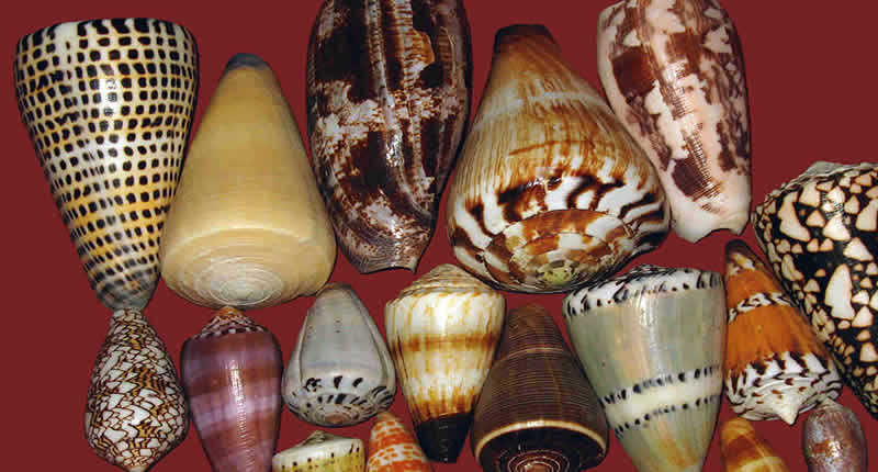 Kegelschnecke (Conidae)