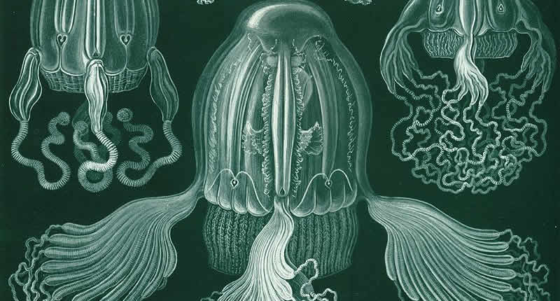 Boxquallen (Cubozoa)