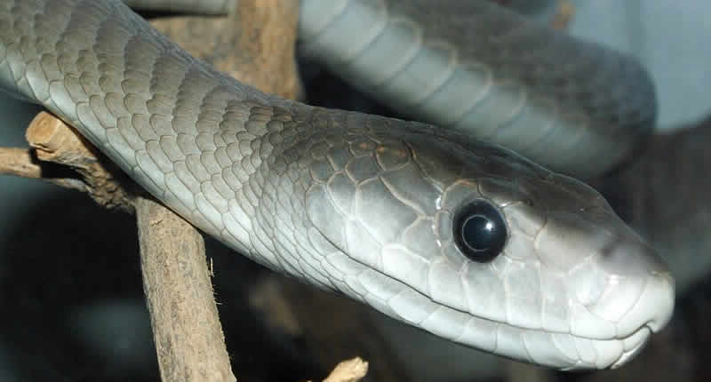 Schwarze Mamba (Dendroaspis polylepis)