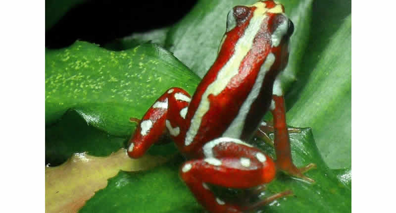 Todesengel (Pfeilgiftfrosch) (Epipedobates, Dendrobates)