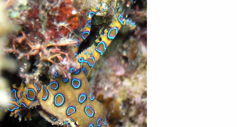  Blauer Kraken (Hapalochlaena)