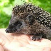 Der Igel – Tier des Jahres 2024 und seine bedrohte Lebenswelt