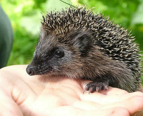 Der Igel – Tier des Jahres 2024 und seine bedrohte Lebenswelt