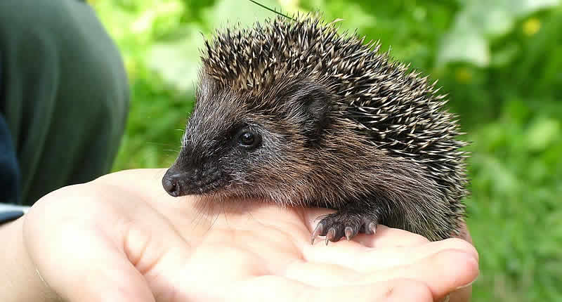Der Igel - Tier des Jahres 2024 und seine bedrohte Lebenswelt
