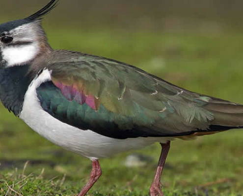 Der Kiebitz: Vogel des Jahres 2024