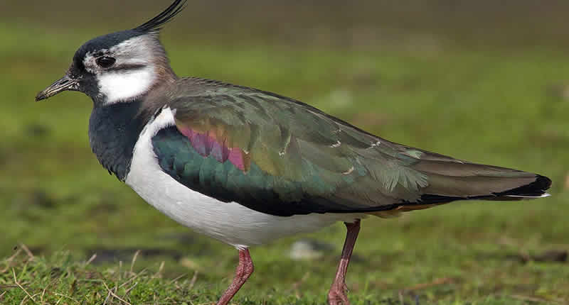 Kiebitz (Vanellus vanellus)
