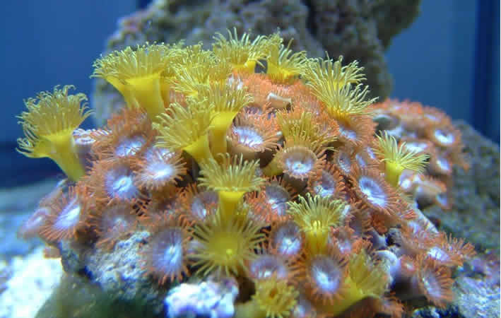 Krustenanemonen (Zoanthidea)