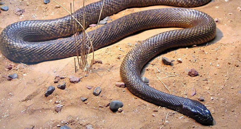 Inlandtaipan (Oxyuranus microlepidotus)