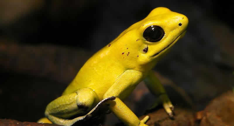 Goldener Giftfrosch (Phyllobates terribilis)