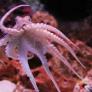 SEA LIFE Bangkok Ocean World: Ein Unterwasserparadies im Herzen Bangkoks